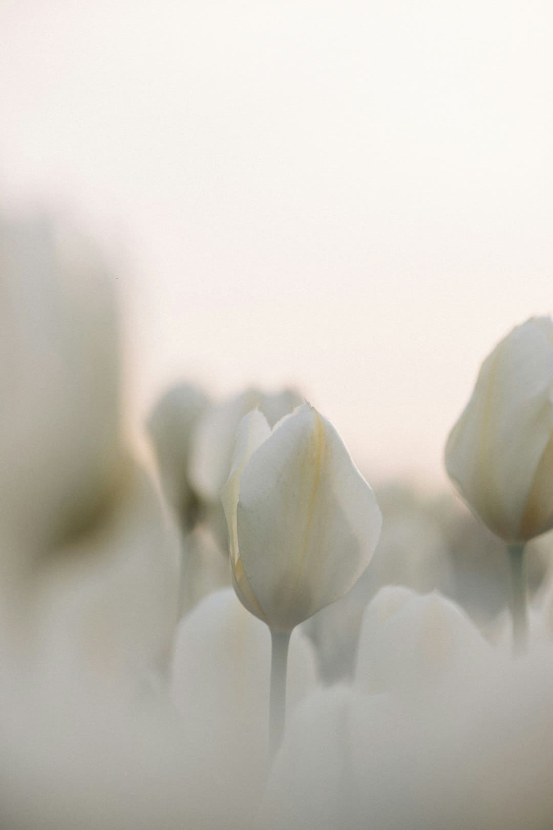 爱新觉罗·媚闪烁《亚洲新声》第二期 一首《Flowers》传递女人力气